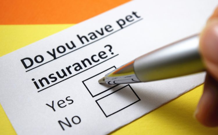  How Much Is Pet Insurance? A Comprehensive Guide